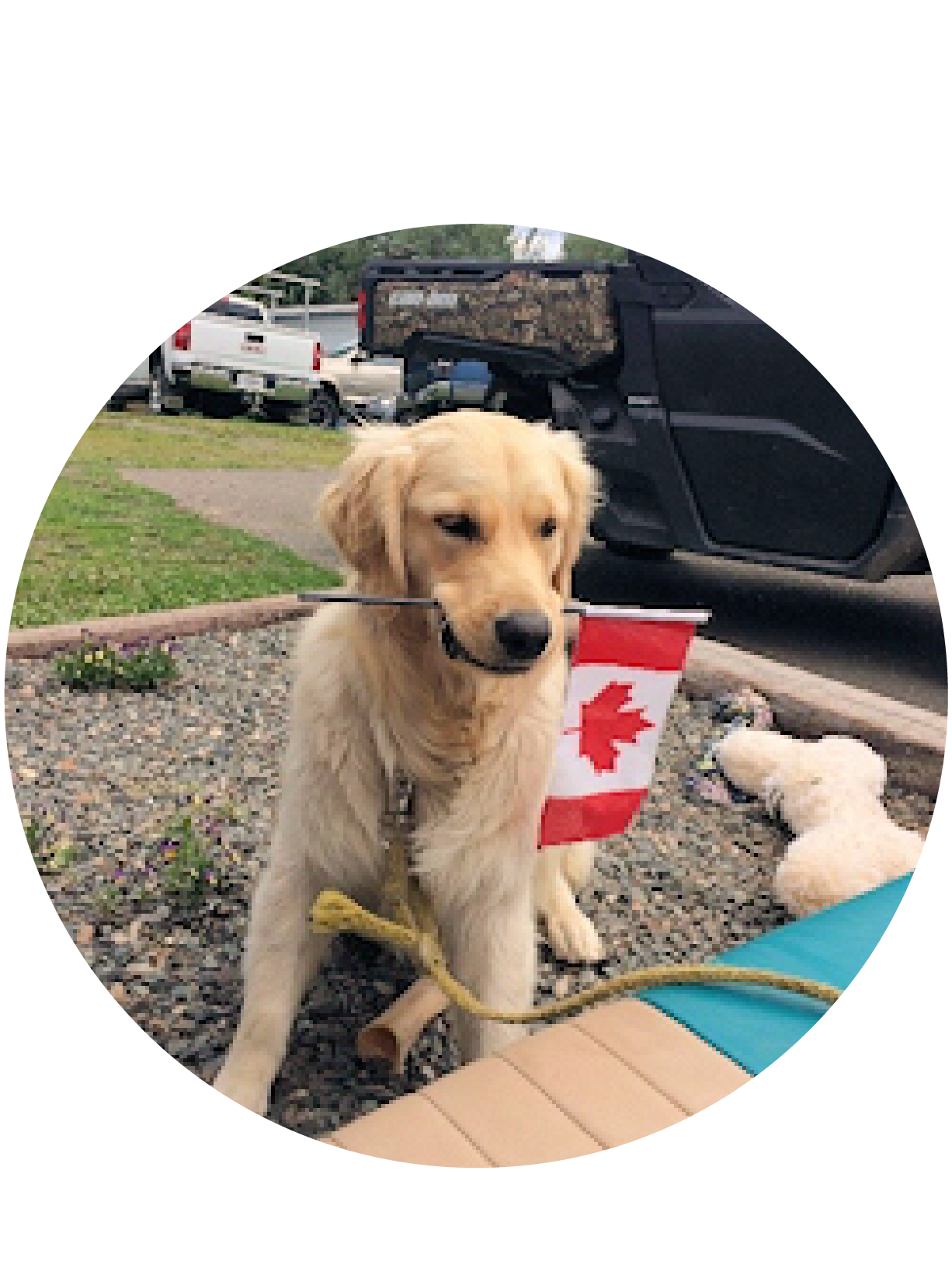 good-dog-holding-canadian-flag.png